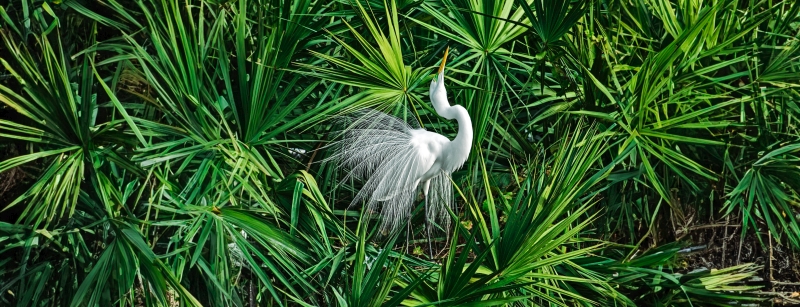 Pájaro Blanco en Palmettos Pájaro Blanco en Palmettos