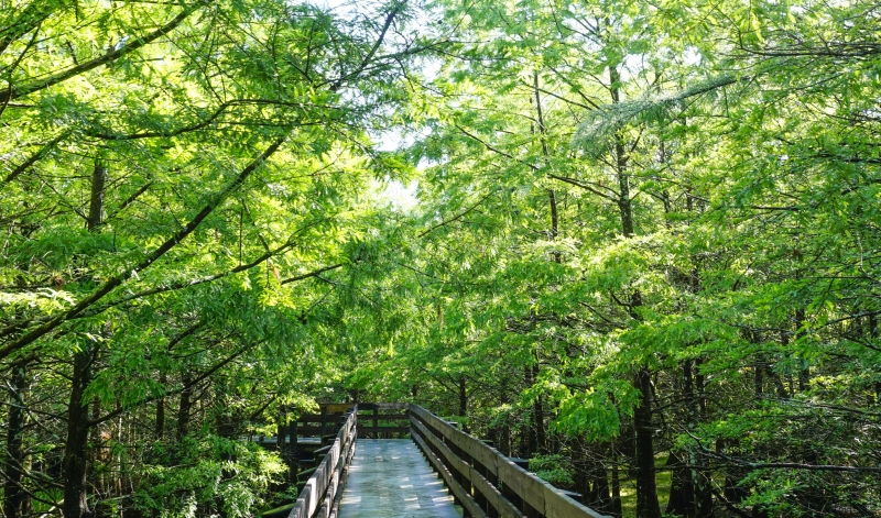 Six Mile Cypress Slough Preserve en Fort Myers Six Mile Cypress Slough Preserve en Fort Myers