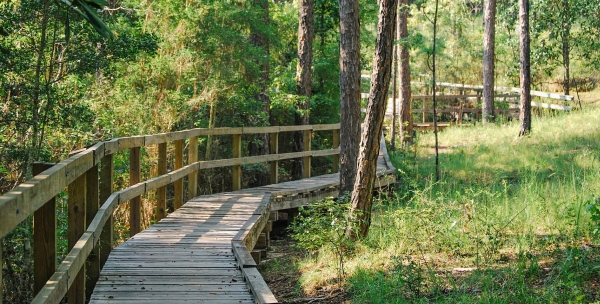 Sendero Natural en un Parque de Florida Sendero Natural en un Parque de Florida