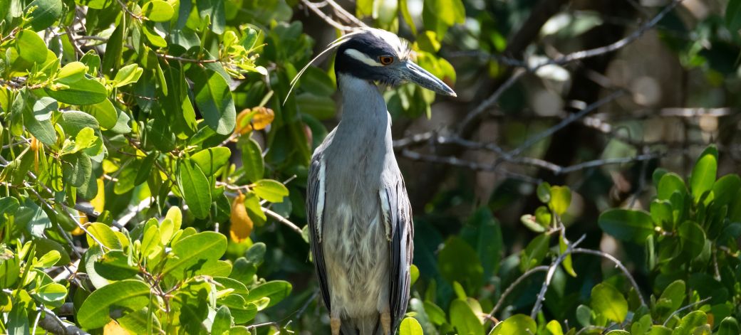 Pájaro en el Refugio de Vida Silvestre JN 'Ding' Darling en la isla Sanibel Pájaro en el Refugio de Vida Silvestre JN 'Ding' Darling en la isla Sanibel