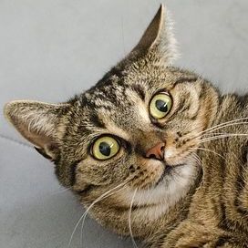 Ofertas de bienes raíces en Cape Coral que sorprenderán hasta al gato